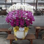 Jual Bunga Anggrek di Bandung