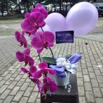 Jual Bunga Anggrek di Bandung